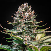 Larry Bird Seeds